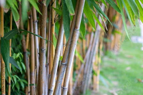 Concept nature view of bamboo on blurred greenery background in garden and sunlight with copy space using as background natural green plants landscape, ecology, fresh wallpaper concept.