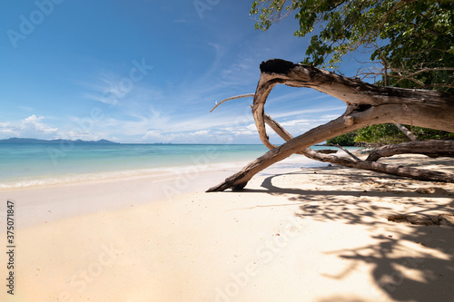 Summer time on beach. Green coconut tree on a white sand beach at sea Kata beach, Phuket, Thailand.