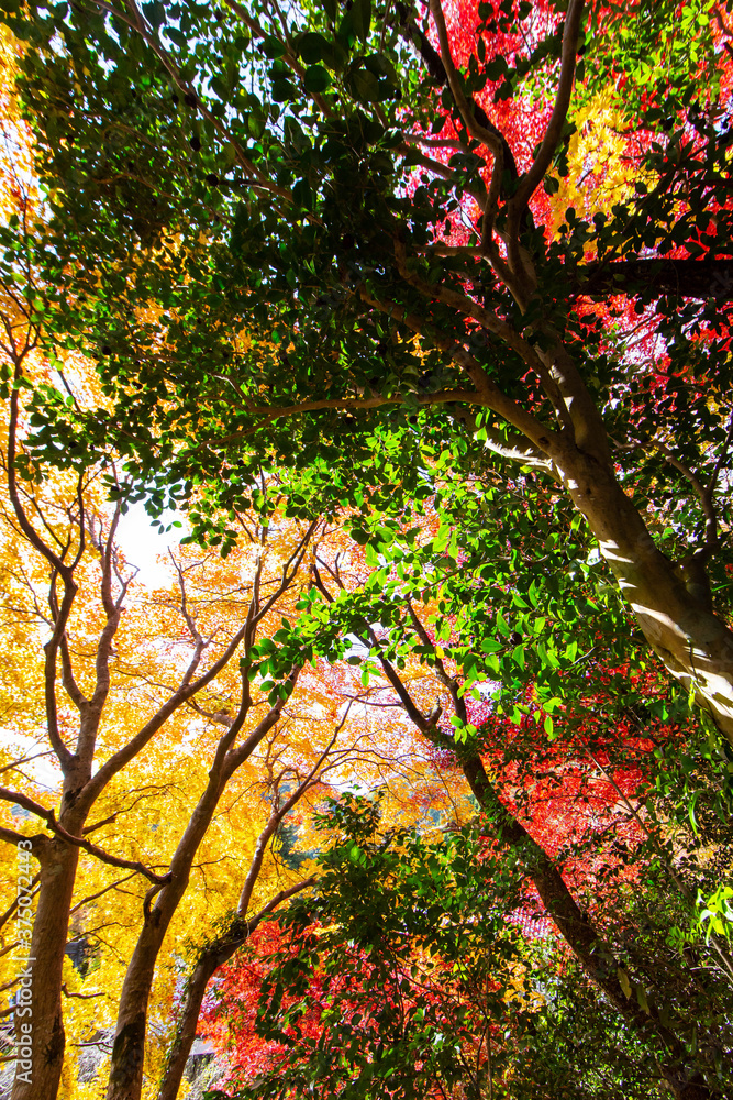 Naklejka premium 太陽光で輝く秋の林