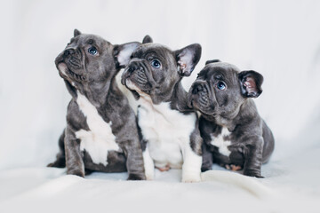 Leinwandbilder Französische Bulldogge Drei Bulldoggen-Welpen im Porträt  © belyaaa