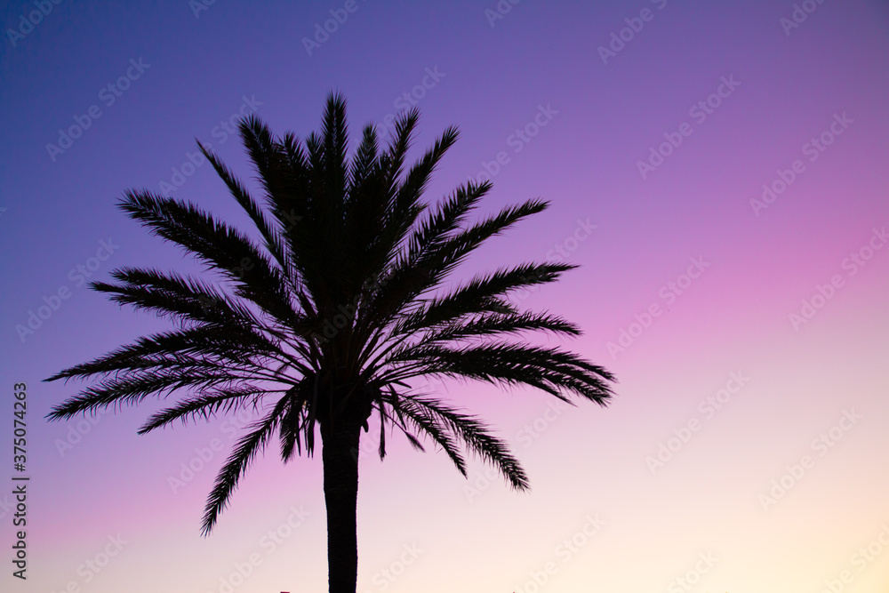Silhouette of palm tree with a purple and pink sky