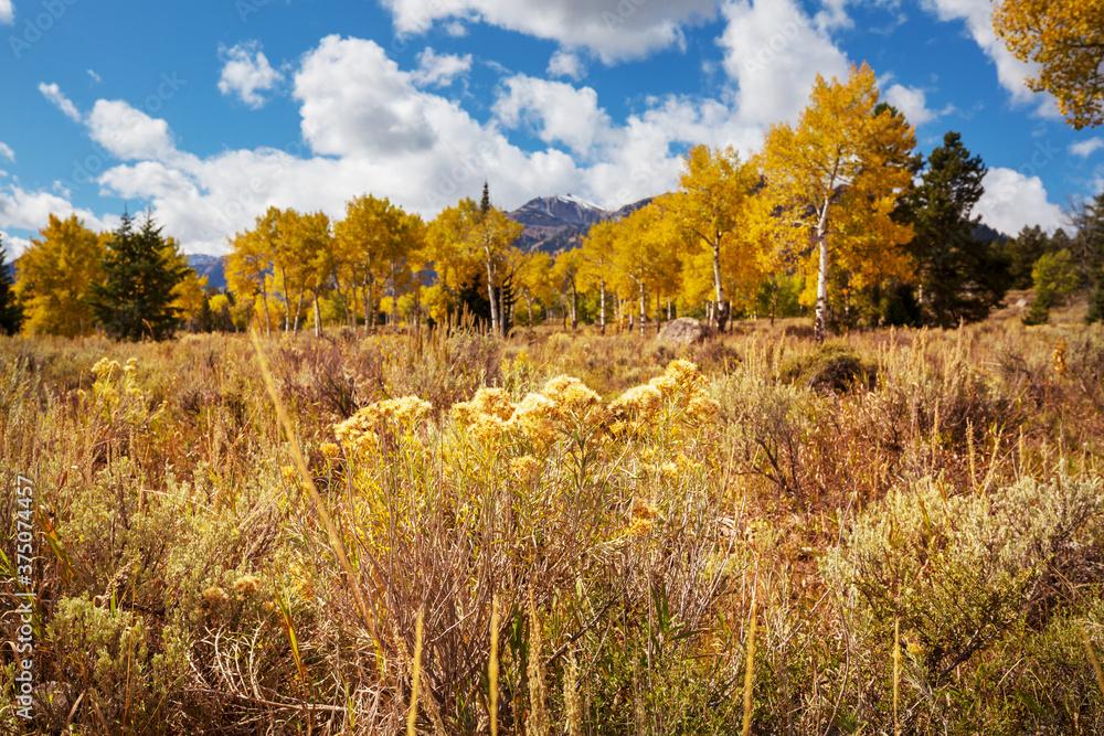 Fototapeta premium Autumn meadow