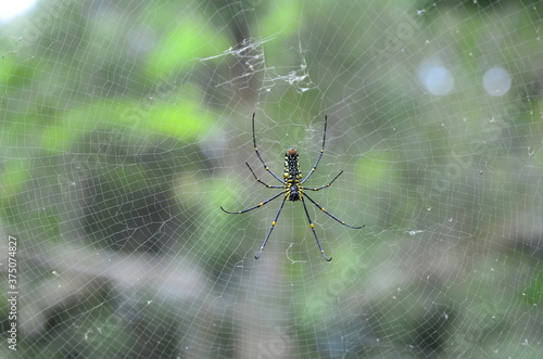 spider on web © Stephy