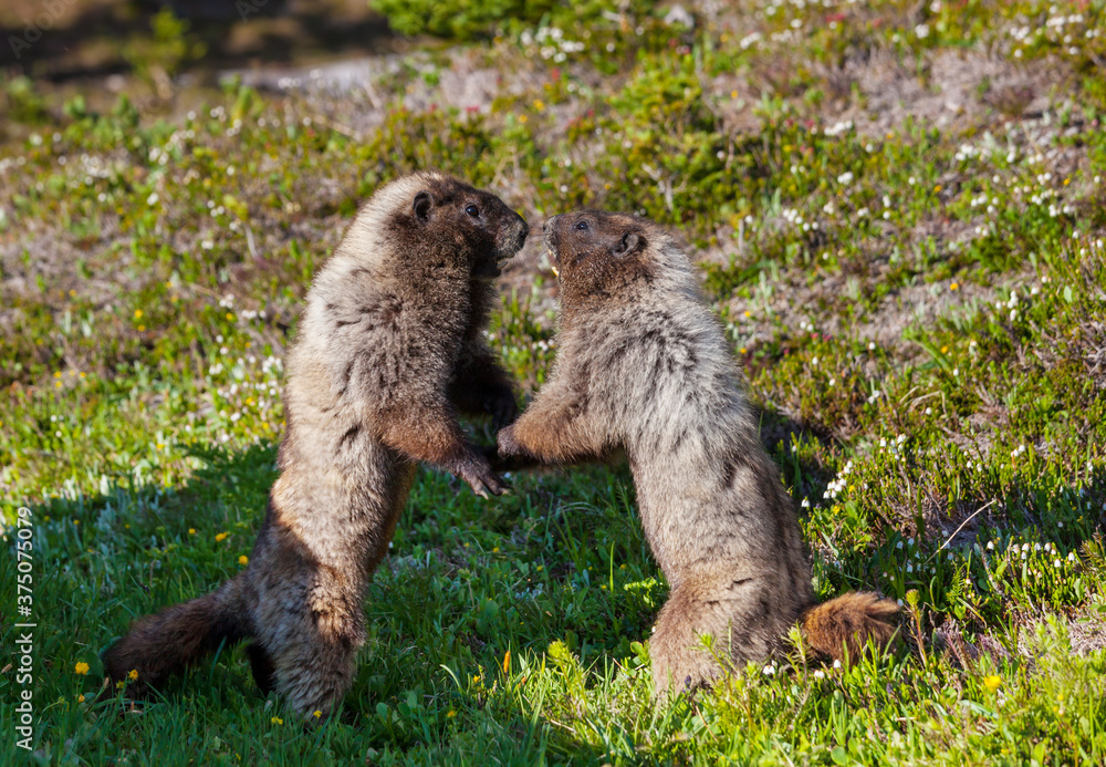 Fototapeta premium Marmot