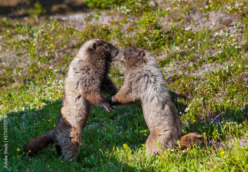 Marmot © Galyna Andrushko