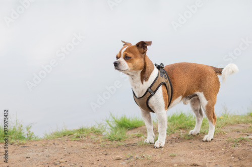 Small dog standing on the beach at summer day 