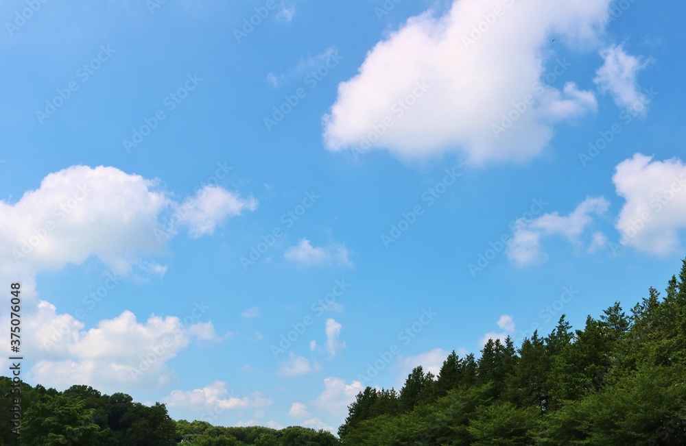 Fototapeta premium 夏 緑と青空 爽やか 風景 