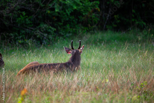 Fototapeta Naklejka Na Ścianę i Meble -  A female deer feeds on the grass near the evening forest line in Khao Yai National Park, Thailand. A dear in the national park.
