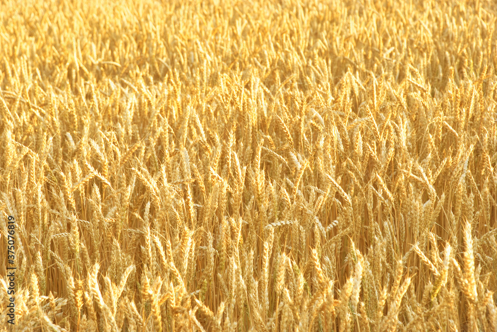 Gold wheat field at the end of summer fully ripe, rural agriculture field Gold wheat field at the end of summer fully ripe, rural agriculture field