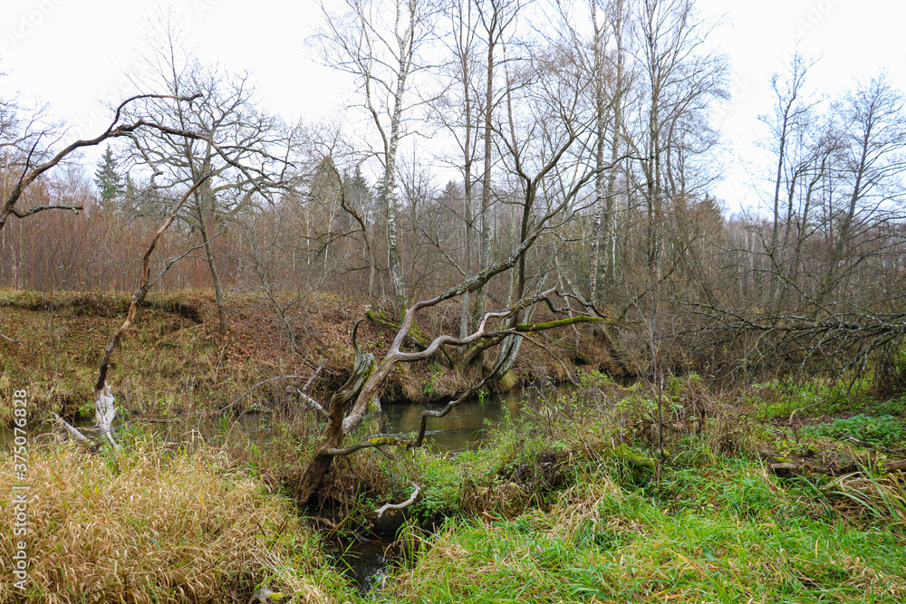 Old dry trees near the bank of a small river. Old dry trees near the bank of a small river.
