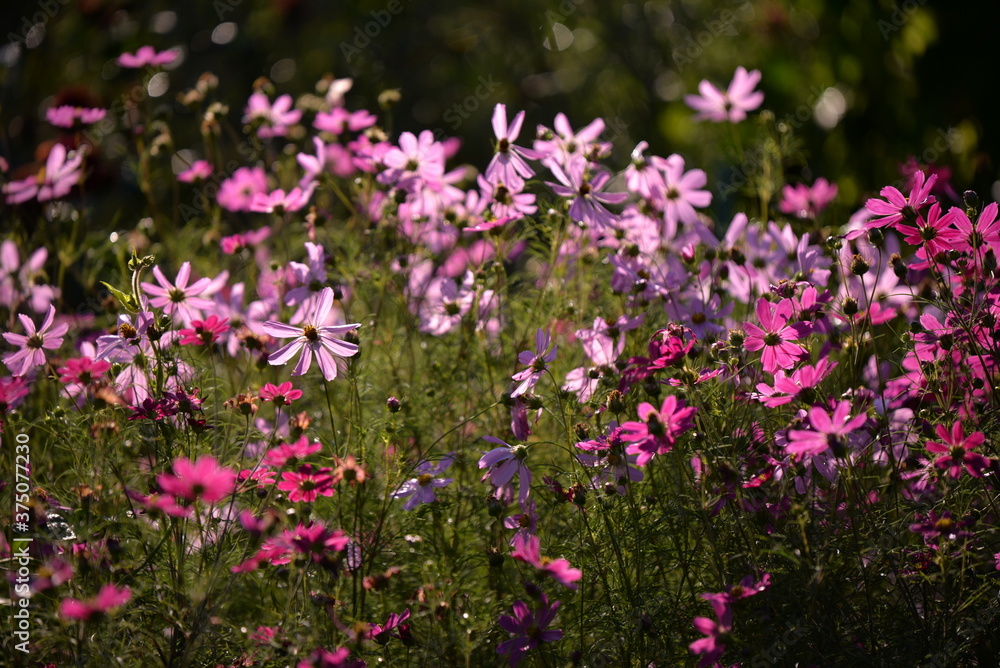 cosmos flowers with pink and white petals. colorfully plants in the garden