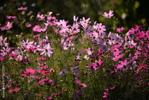 Fototapeta Naklejka Na Ścianę i Meble -  cosmos flowers with pink and white petals. colorfully plants in the garden