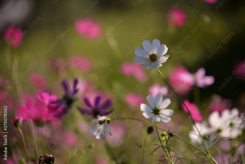 cosmos flowers with pink and white petals. colorfully plants in the garden cosmos flowers with pink and white petals. colorfully plants in the garden