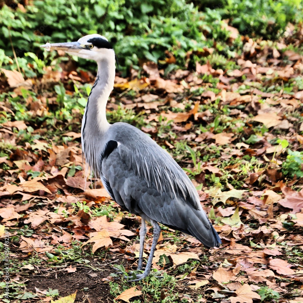 Fototapeta premium A view of a Grey Heron