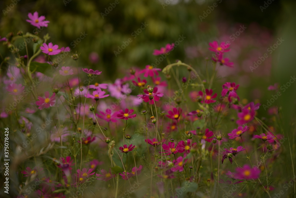 cosmos flowers with pink and white petals. colorfully plants in the garden