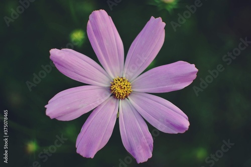cosmos flowers with pink and white petals. colorfully plants in the garden