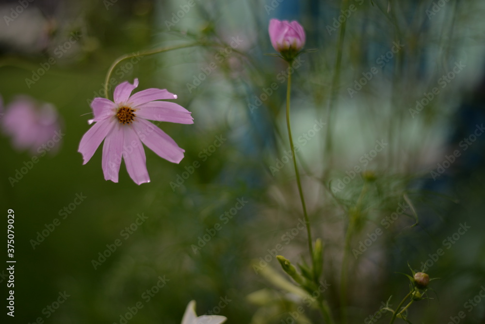 cosmos flowers with pink and white petals. colorfully plants in the garden cosmos flowers with pink and white petals. colorfully plants in the garden