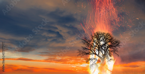Vászonkép Burning Tree on fire at day with stormy sky