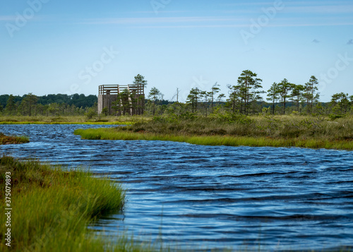 summer landscape from the bog, wooden tower in the bog, swamp characteristic vegetation, Nigula bog, Estonia