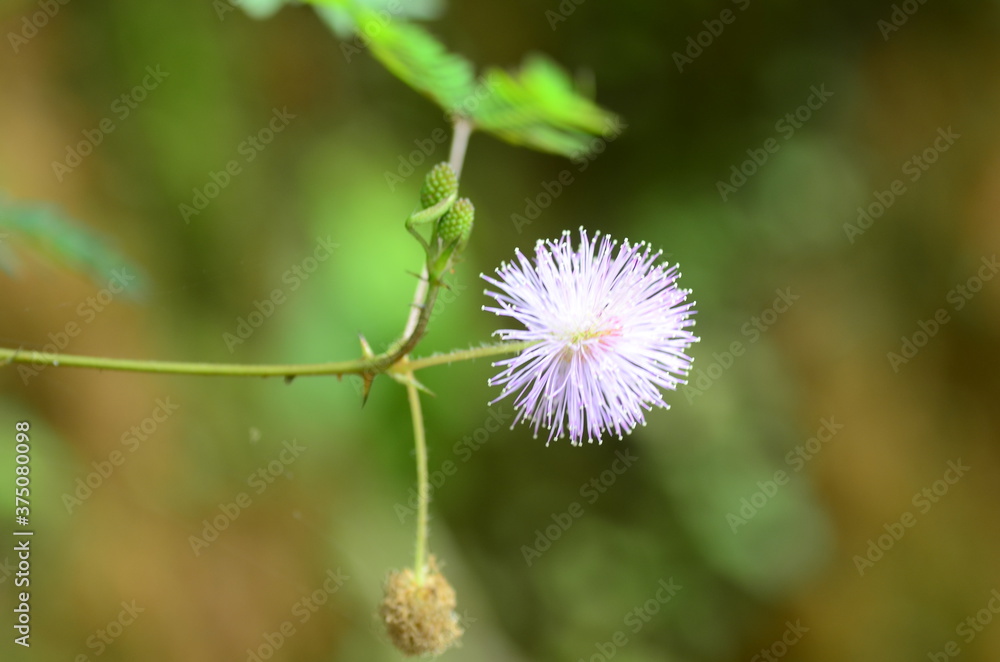 Fototapeta premium dandelion seed head