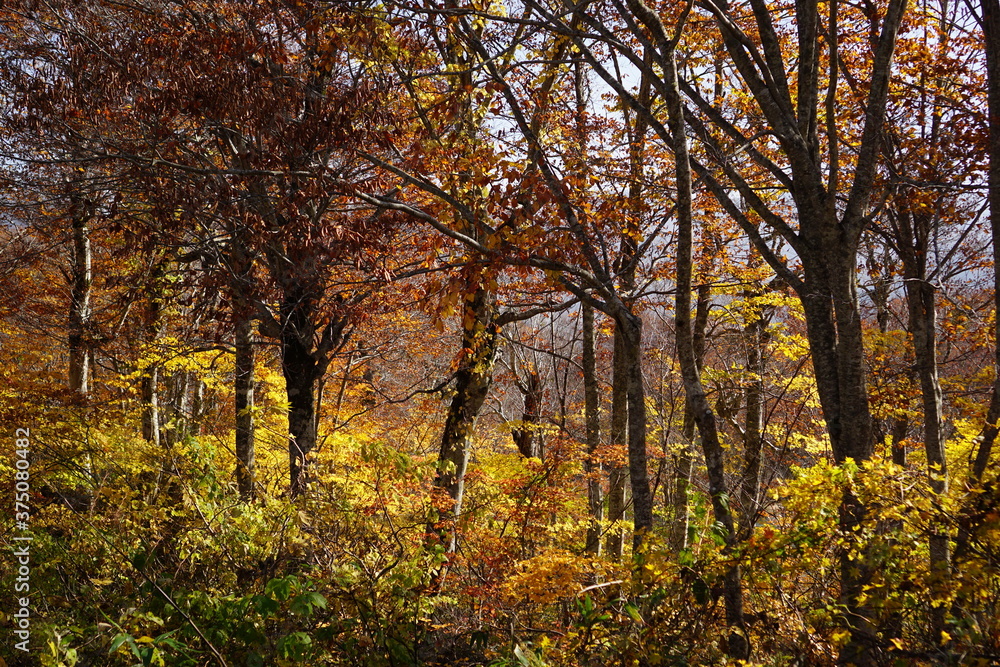 Obraz premium Beautiful autumn landscape in Northern Alps of Japan, Otari, Nagano.