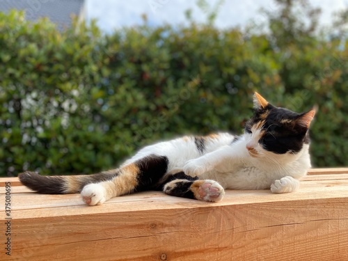 Katze auf Holzbrett