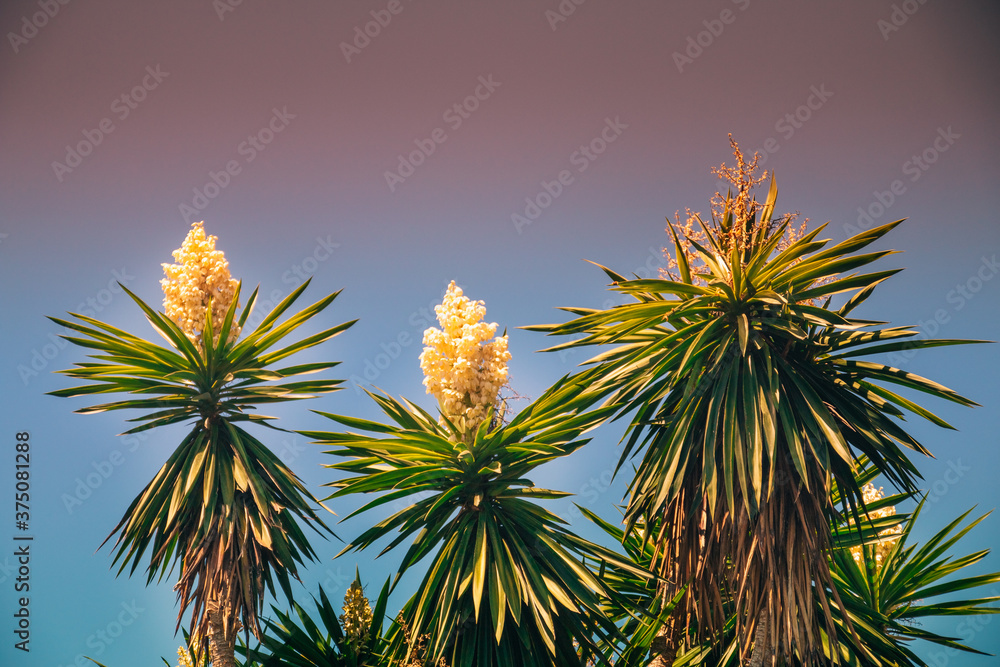Obraz premium Colorful palms with flowers with a beautiful sky