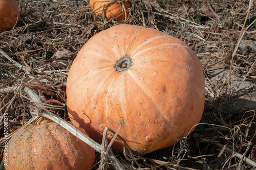 Pumpkins lies on a field outdoors on a sunny day. Close- up. Autumn harvest.