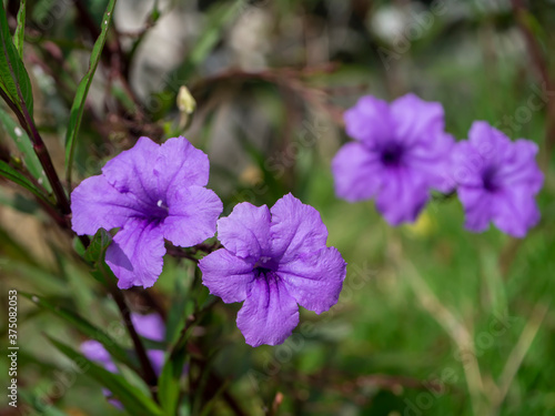 Close up violet flowers of Waterkanon, Watrakanu, Minnieroot.