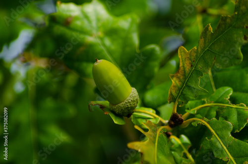 acorn growing on oak, bright leaf