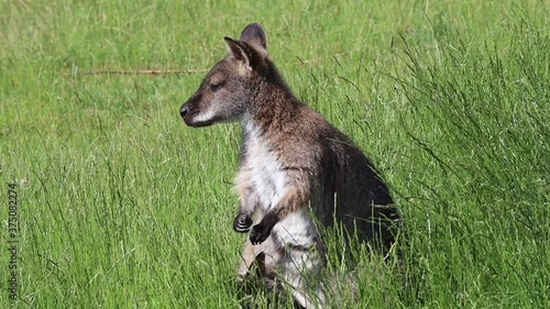 The Red-Necked Wallaby or Bennett's Wallaby (Macropus Rufogriseus) Standing in the Grass with its Baby (Joey) in Pouch in Czech Farm Park. Cute Brown Tasmanian Kangaroo Cleans itself in Nature. photo