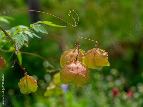 Balloon vine plant. (Cardiospermum halicacabum) photo