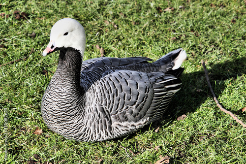 An Emporer Goose on the ground