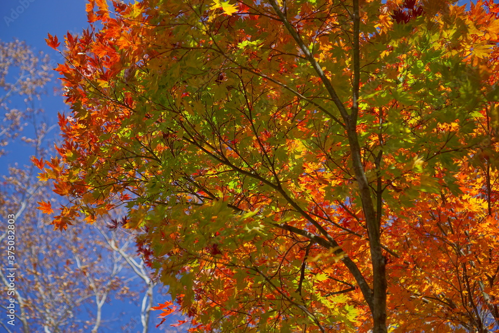 Beautiful autumn landscape in Northern Alps of Japan, Otari, Nagano Beautiful autumn landscape in Northern Alps of Japan, Otari, Nagano