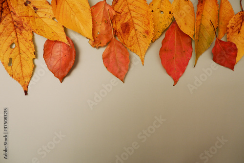 Autumn leaves on color background for design, グレーバックの紅葉、秋