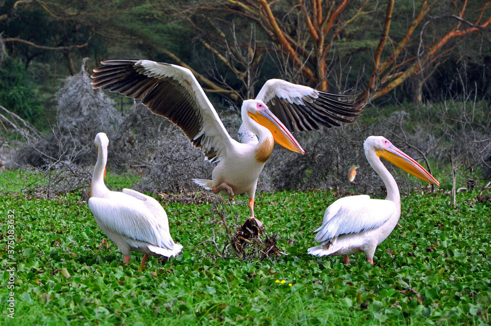 Three white Pelicans sitting in lush green swamp at Naivasha lake, Kenya, Africa Three white Pelicans sitting in lush green swamp at Naivasha lake, Kenya, Africa