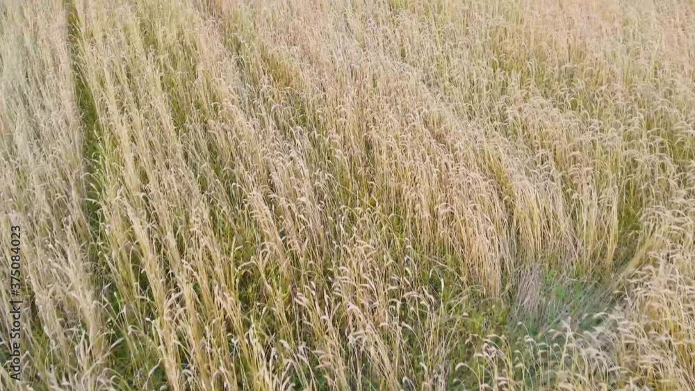 Drone flight over wheat field on summer day Drone flight over wheat field on summer day
