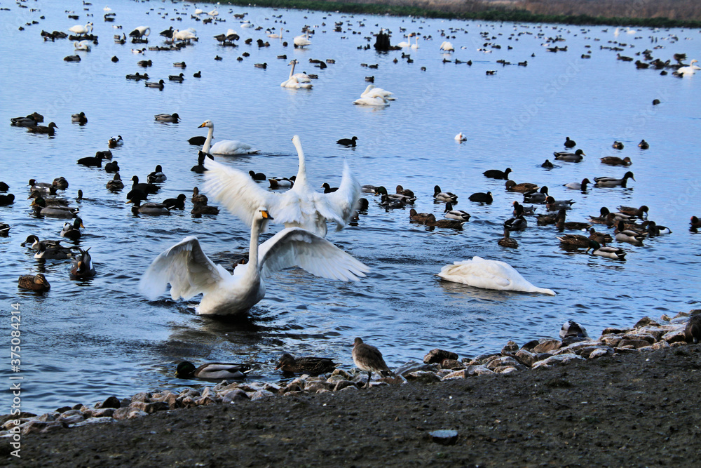 Fototapeta premium A view of some Whooper Swans in the UK
