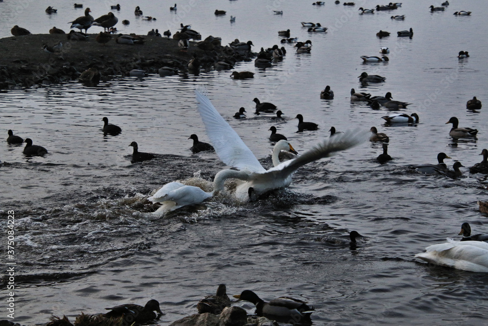 Fototapeta premium A view of some Whooper Swans in the UK