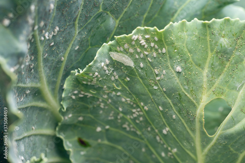 Whitefly Aleyrodes proletella agricultural pest on cabbage leaf photo