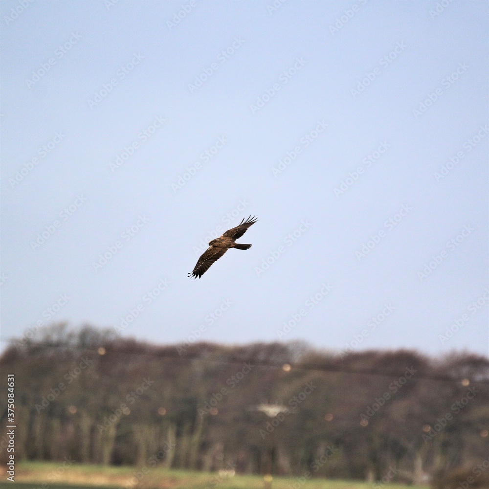 A view of a Marsh harrier in flight