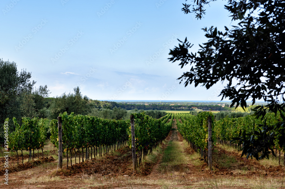 Naklejka premium vineyard in tuscany italy
