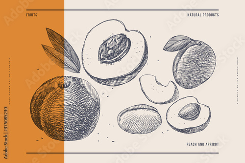 Hand-drawn dessert fruits peach and apricot. Exotic fruits, whole, sectional. Organic food concept. It can be used decorative element for markets, menus and packaging. Vector botanical illustrations.