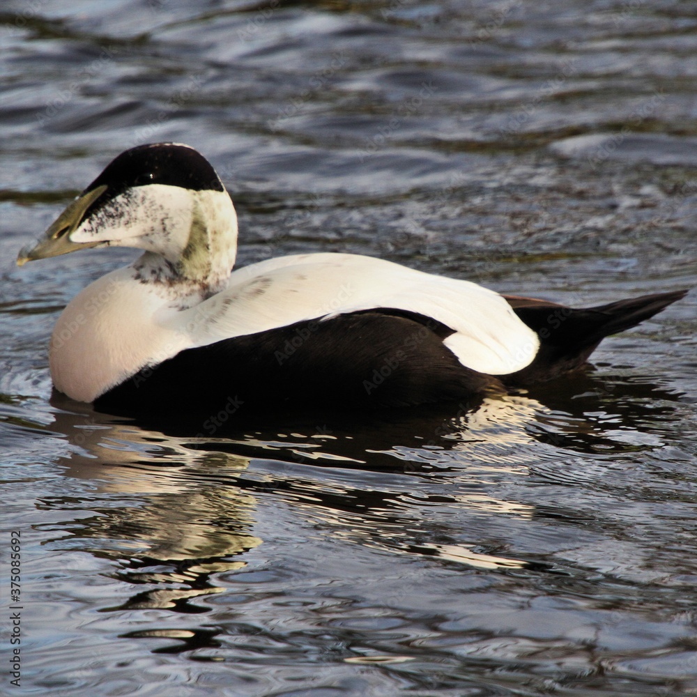 Fototapeta premium Eider duck on the water