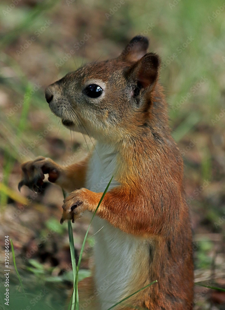 Fototapeta premium chipmunk on the ground