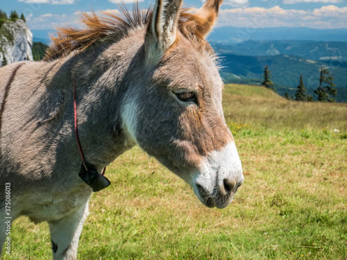 Portrait detail with a cute donkey in the mountains of Romania. Donkey in Piatra Mare (Big Rock) mountains
