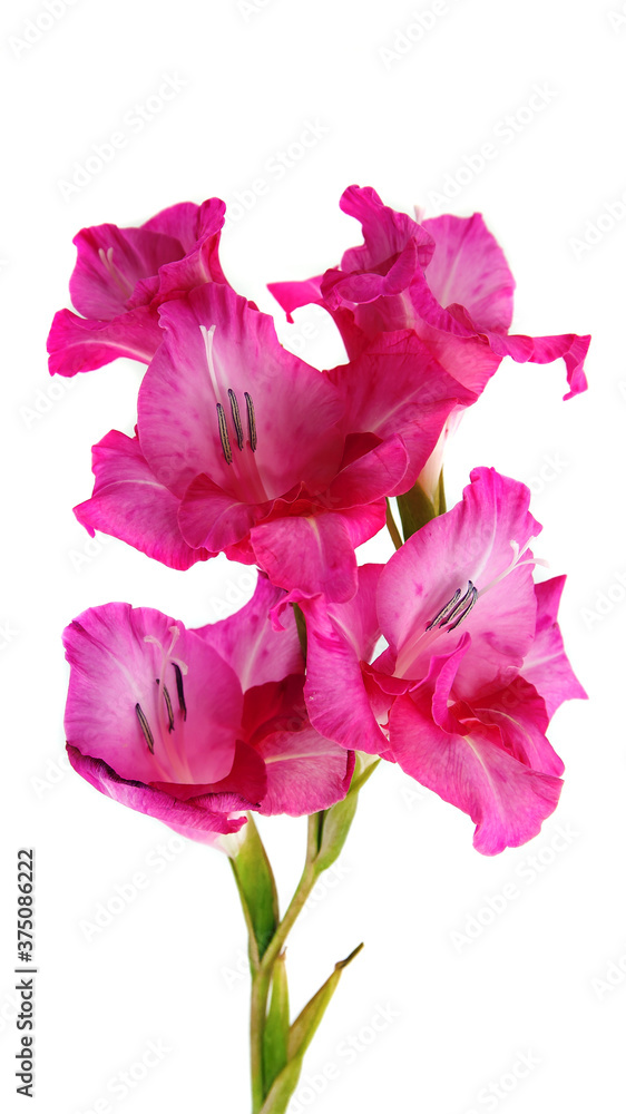 beautiful pink gladiolus flower on white background beautiful pink gladiolus flower on white background