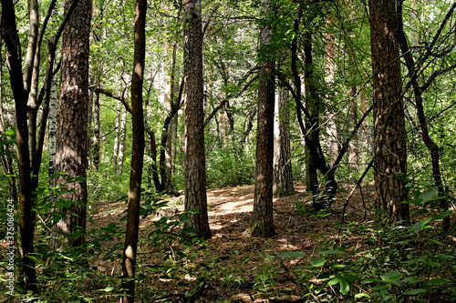 trees in the forest