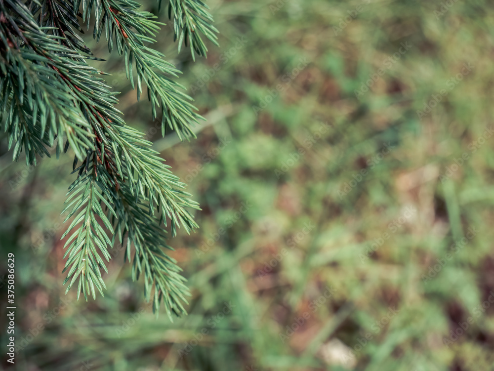 Green pine tree needles with green blurred background. Green pine tree needles with green blurred background.