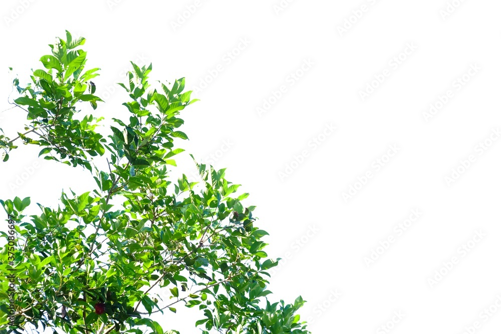 Tropical tree with leaves branches on white isolated background for green foliage backdrop Tropical tree with leaves branches on white isolated background for green foliage backdrop